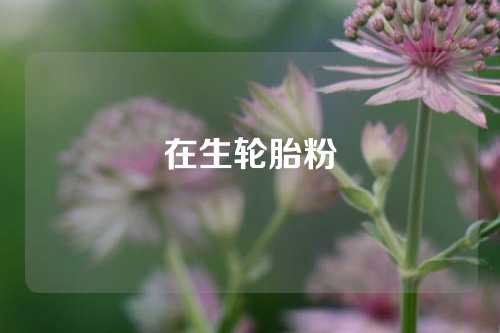 在生轮胎粉